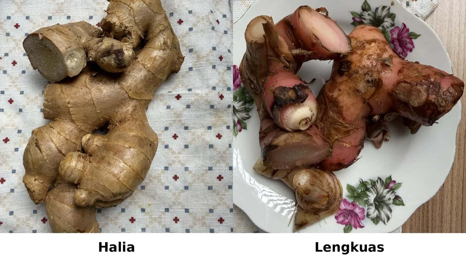 Beza Halia vs Lengkuas — Cara Kenal Paling Senang, Bila Patut Guna & Apa Jadi Kalau Tersalah